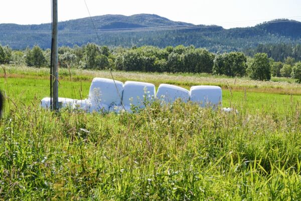 Endelig solskinn og sommervær