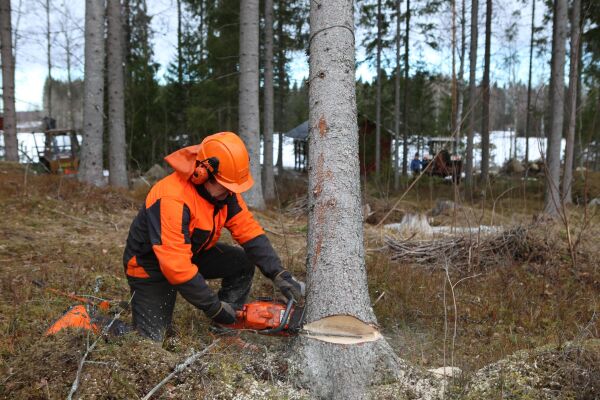 Nytt rekordår i skogen