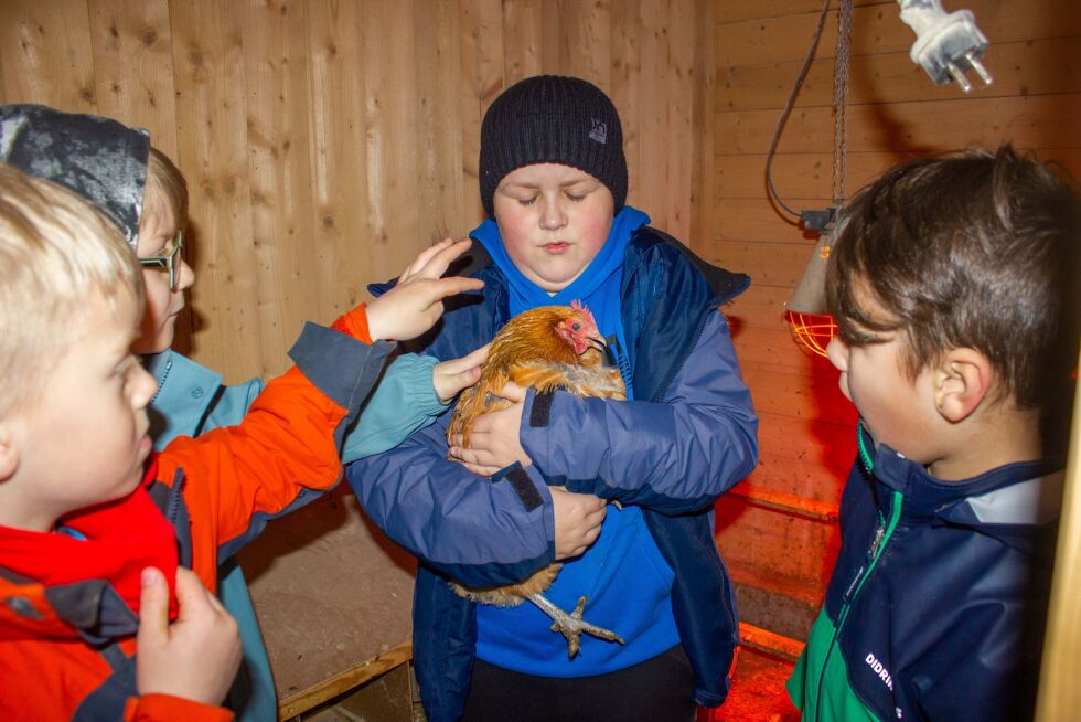 Gustav, Sigbjørn, Leander og Nikolai synes det er spennende med høner.
 Foto: Stine Vikestad