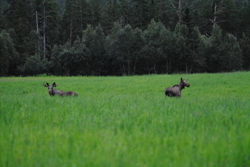 Sjeldent dyreøyeblikk i Gravvik:elgku med trillingkalver overrasker feriegjest