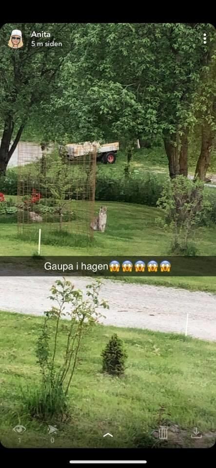 Fikk besøk av ei velvoksen gaupe