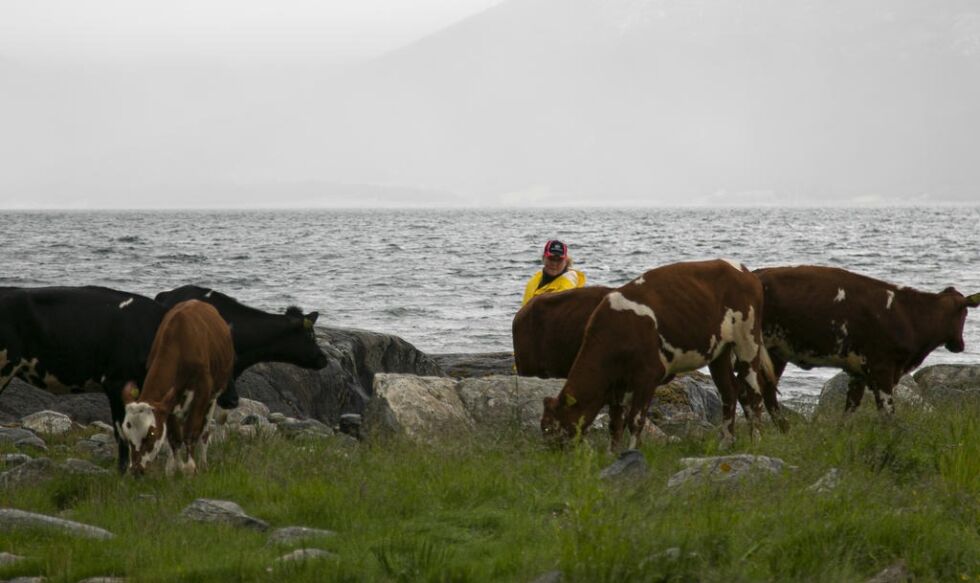 Mona Erfjord Hald kunne puste lettet ut søndag kveld. Alle tyve kvigene er gjort rede for.