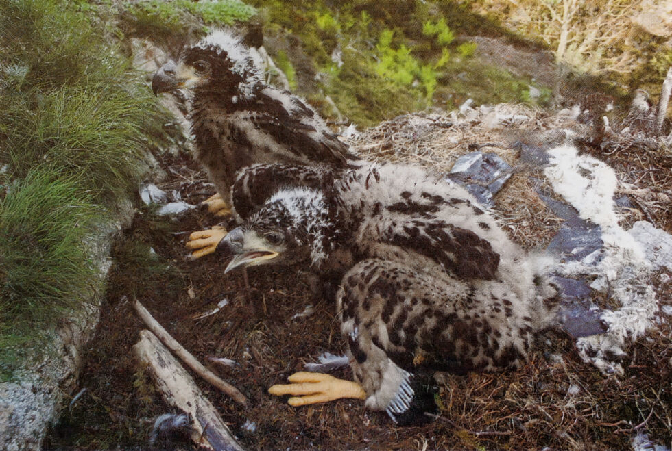 Havørnunger, arkivbilde fra artikkel i Ytringen 2008.
 Foto: Bertil Nyheim