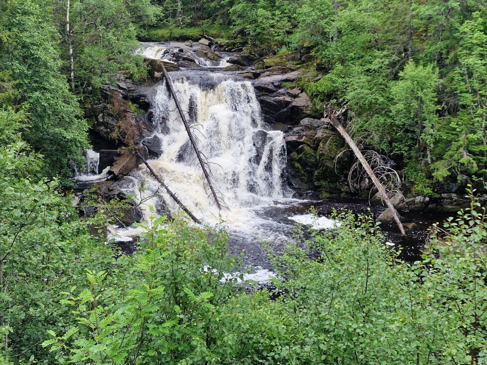 Horvaelva har to laksetrapper. Den ene ligger i tilknytning til fossen.
 Foto: Frank Jenssen