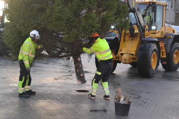 Det siste juletreet i Vikna kommune er på plass