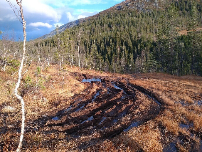 Det er tydelig spor i myra etter bruk av ATV.
 Foto: Statsforvalteren i Trøndelag.