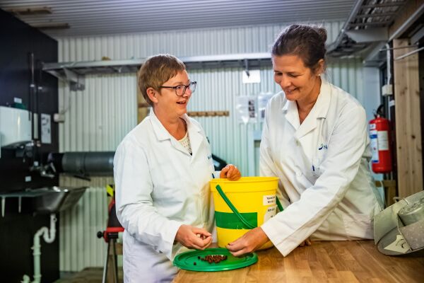 Nå gjør insektsmel sitt inntog i laksens matfat