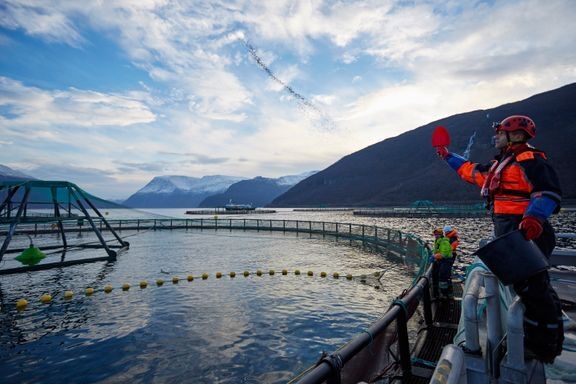 Hver ansatt på merdkanten i norsk havbruksnæring bidrar med 4,6 millioner kroner i verdiskaping. Bildet er fra et av Lerøys anlegg.
 Foto: Foto: Audun Iversen, Nofima