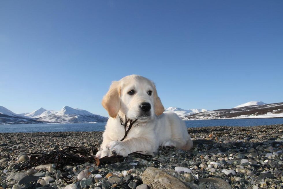 Foto: Knut Sandersen