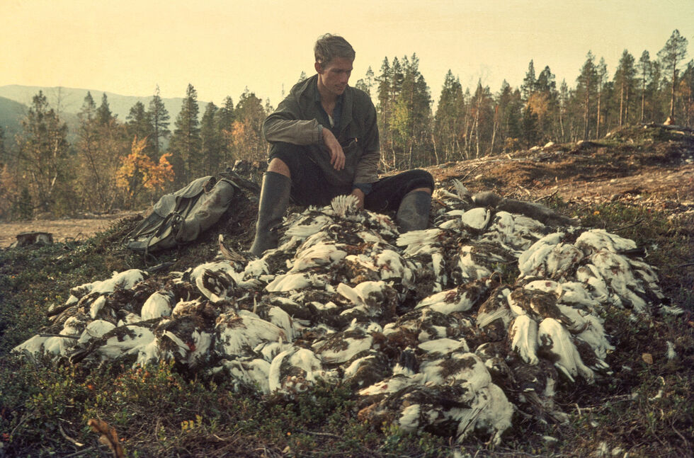 Gode rypeår har blitt stadig sjeldnere, men i 1966 var produksjonen bra over det meste av Skandinavia. Her fra Dividalen, Troms høsten 1966.
 Foto: Olav Hjeljord